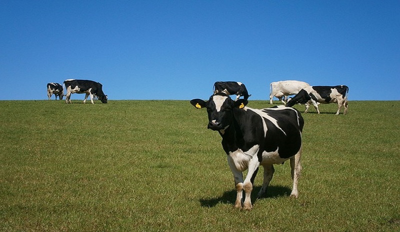 Chitale Dairy modernizes its portfolio of business-critical apps with VMware Tanzu
