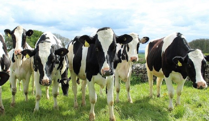 Agritech start-up, MoooFarm’s 10X revenue growth leads to a $2.4 million seed round by Accel India