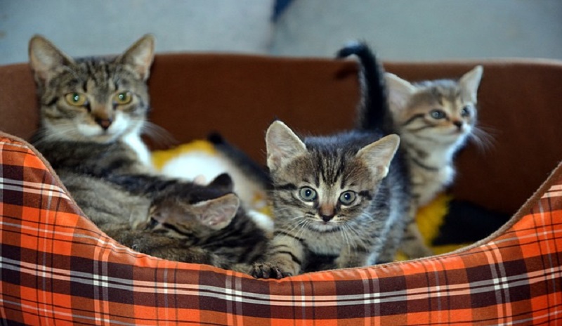 Wagr, India’s Super-App for Pet Care, raises Rs 4.2Cr led by Inflection Point Ventures